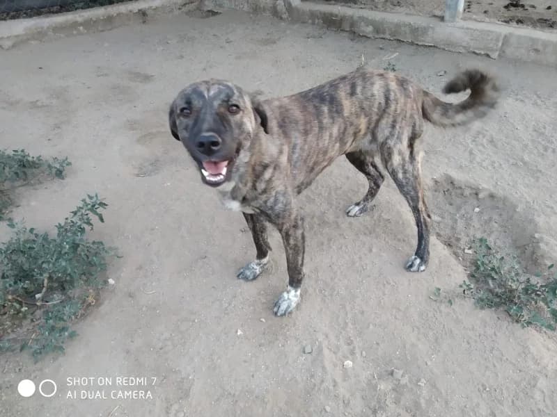 Maja, female 5yo Mixed Breed for adoption at Islak Burunlar, Izmir