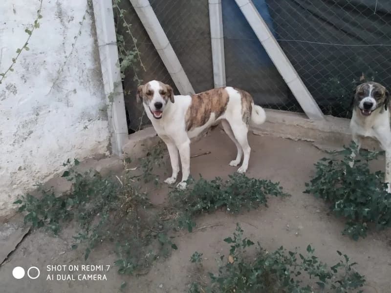 Nina, female 5yo Mixed Breed for adoption at Islak Burunlar, Izmir