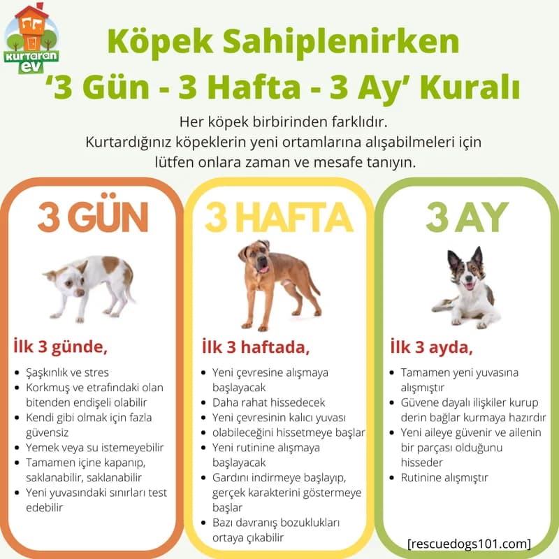 İlanlarımızı Instagram'da Takip Edin, Mixed Breed for adoption at Kurtaran Ev