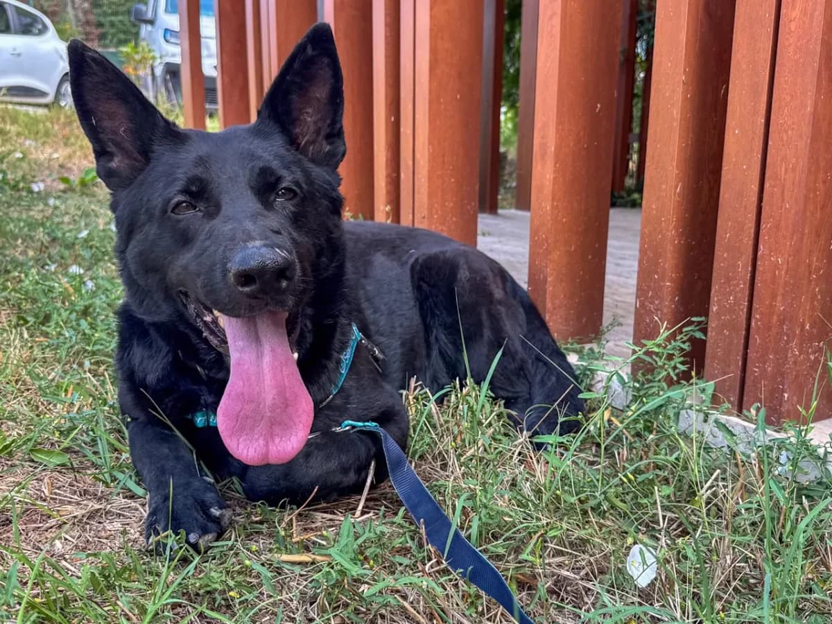 Artemis, female Mixed Breed for adoption at SemtPati Vakfı — İstanbul
