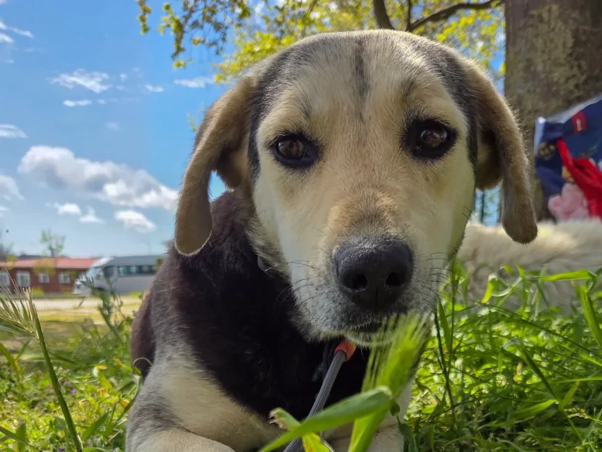 Berry, female Mixed Breed for adoption at SemtPati Vakfı — İstanbul