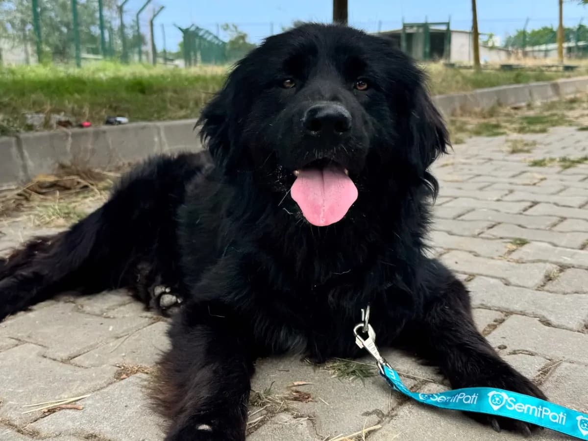 Erik, male Mixed Breed for adoption at SemtPati Vakfı — İstanbul