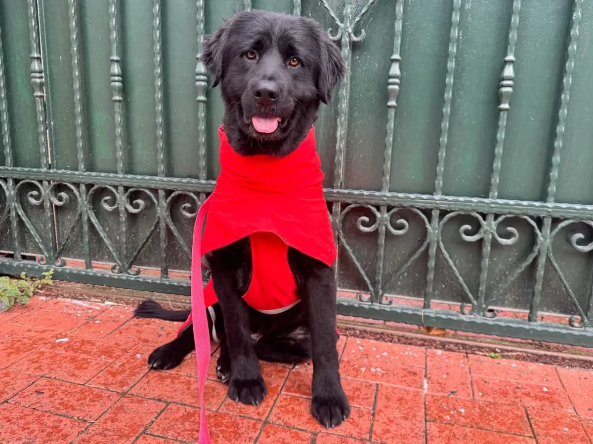 Erik, male Mixed Breed for adoption at SemtPati Vakfı — İstanbul