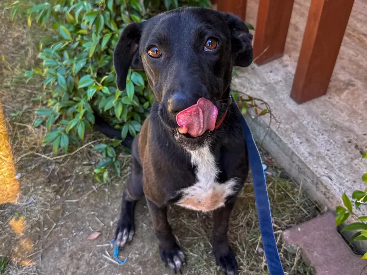 Kara, female Mixed Breed for adoption at SemtPati Vakfı — İstanbul