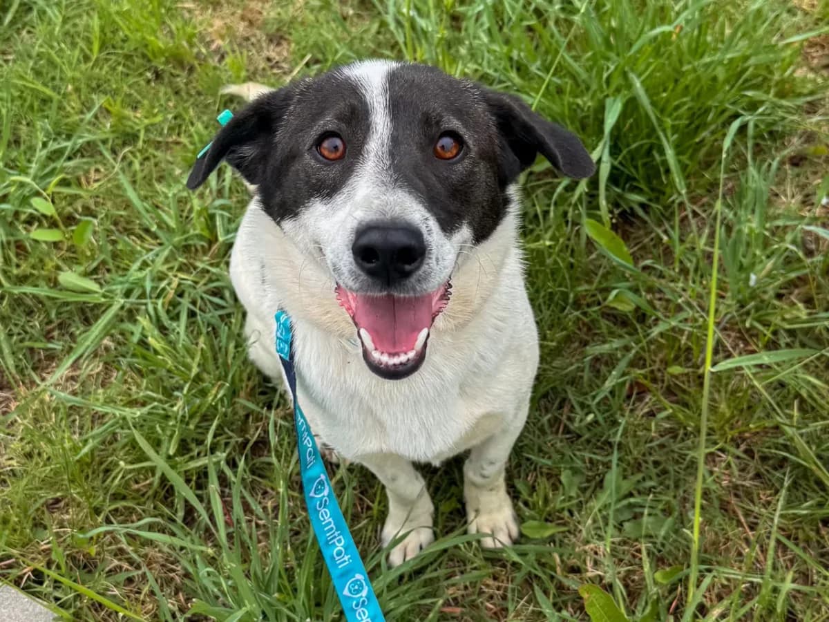 Luna, female Mixed Breed for adoption at SemtPati Vakfı — İstanbul