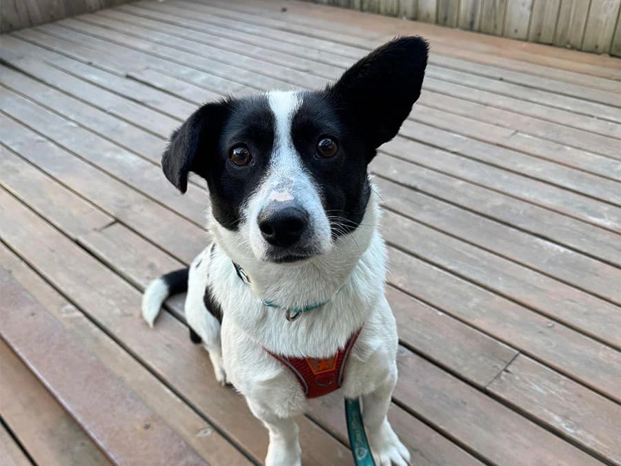 Mona, female Mixed Breed for adoption at SemtPati Vakfı — İstanbul
