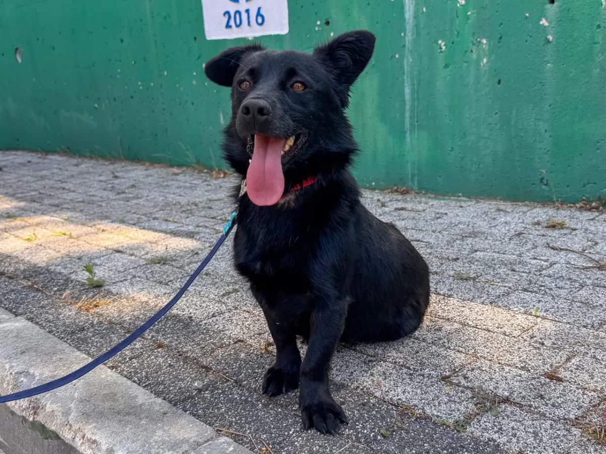 Peren, female Mixed Breed for adoption at SemtPati Vakfı — İstanbul