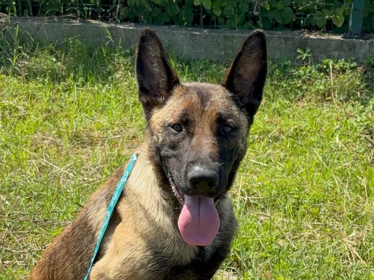 Reina, female Mixed Breed for adoption at SemtPati Vakfı — İstanbul