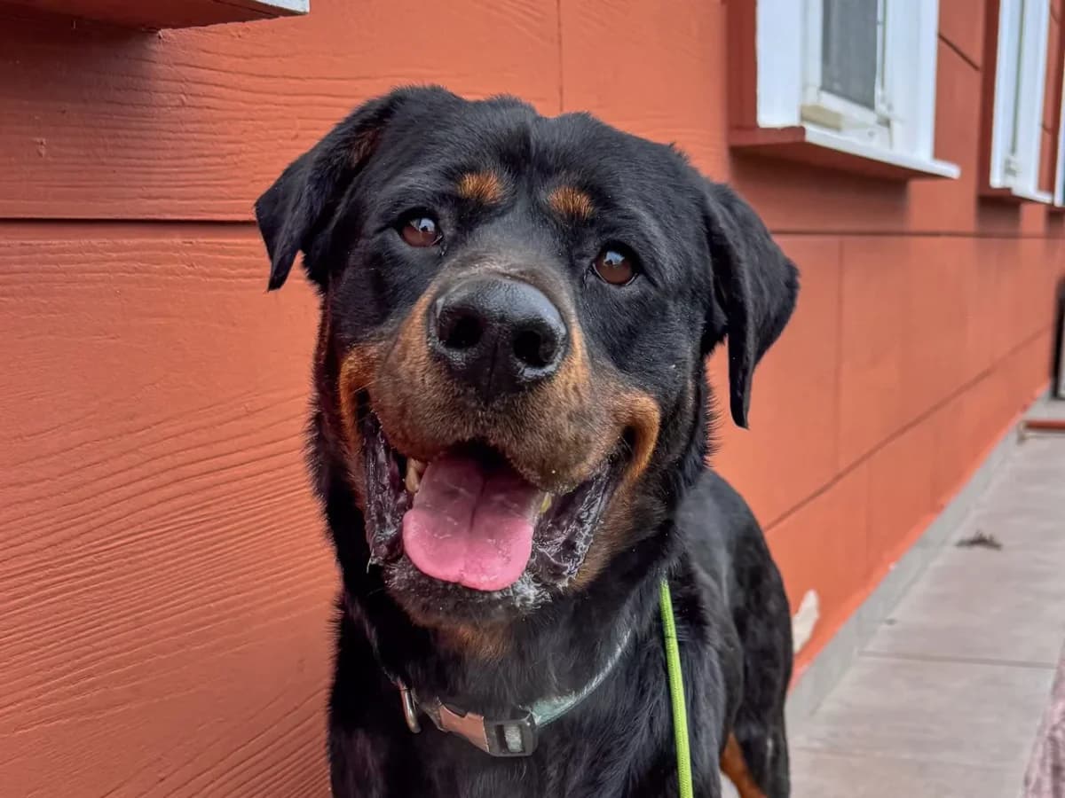 Rocky, male Mixed Breed for adoption at SemtPati Vakfı — İstanbul