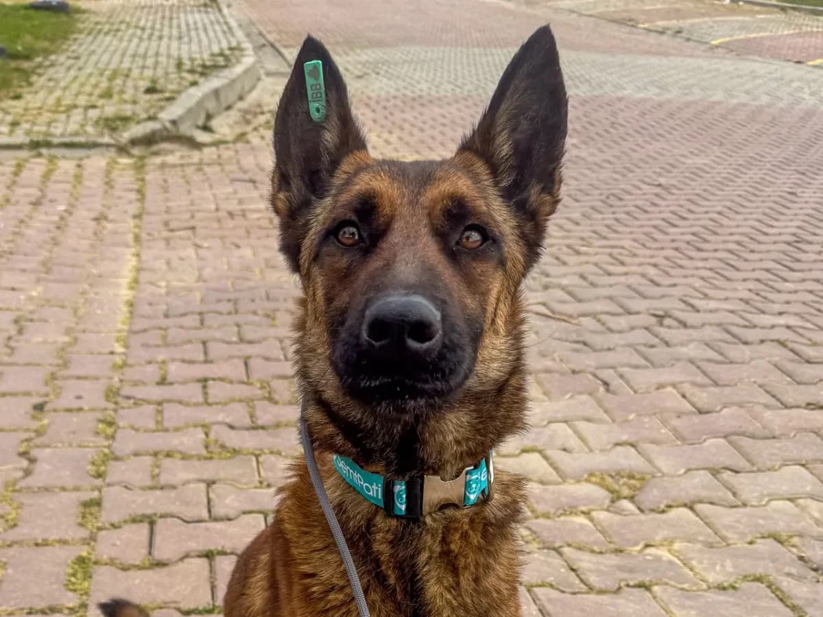 Rozi, female Mixed Breed for adoption at SemtPati Vakfı — İstanbul