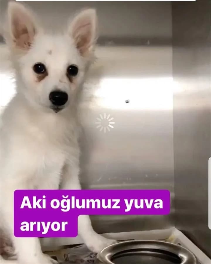 Yuvam Olurmusun, Mixed Breed for adoption at Yedikule Hayvan Barinagi, Istanbul