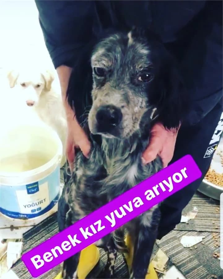 Evim Olurmusun, Mixed Breed for adoption at Yedikule Hayvan Barinagi, Istanbul