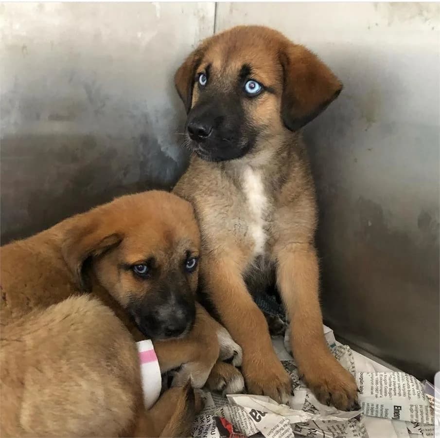 Nazar & Mavi, Mixed Breed for adoption at Yedikule Hayvan Barinagi, Istanbul