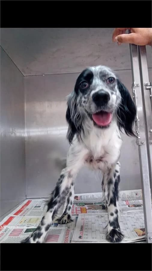 Sedef, Mixed Breed for adoption at Yedikule Hayvan Barinagi, Istanbul