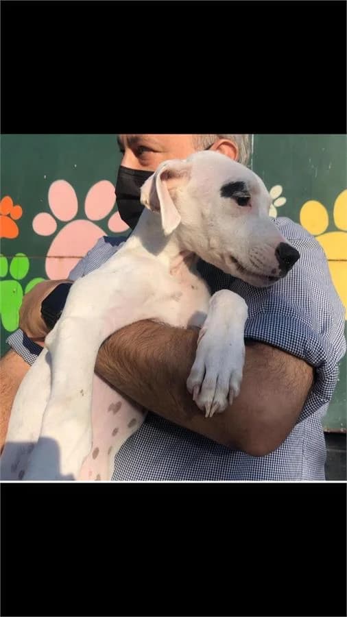 Tanem, Mixed Breed for adoption at Yedikule Hayvan Barinagi, Istanbul