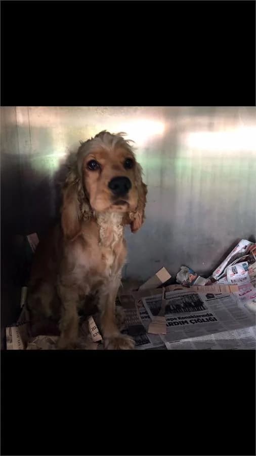 Kuki Çocuk 3 Yaş Civariuz, Mixed Breed for adoption at Yedikule Hayvan Barinagi, Istanbul