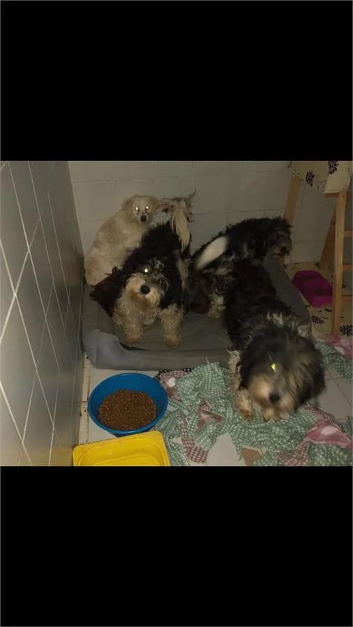 Yuvamız Olurmusun, Mixed Breed for adoption at Yedikule Hayvan Barinagi, Istanbul