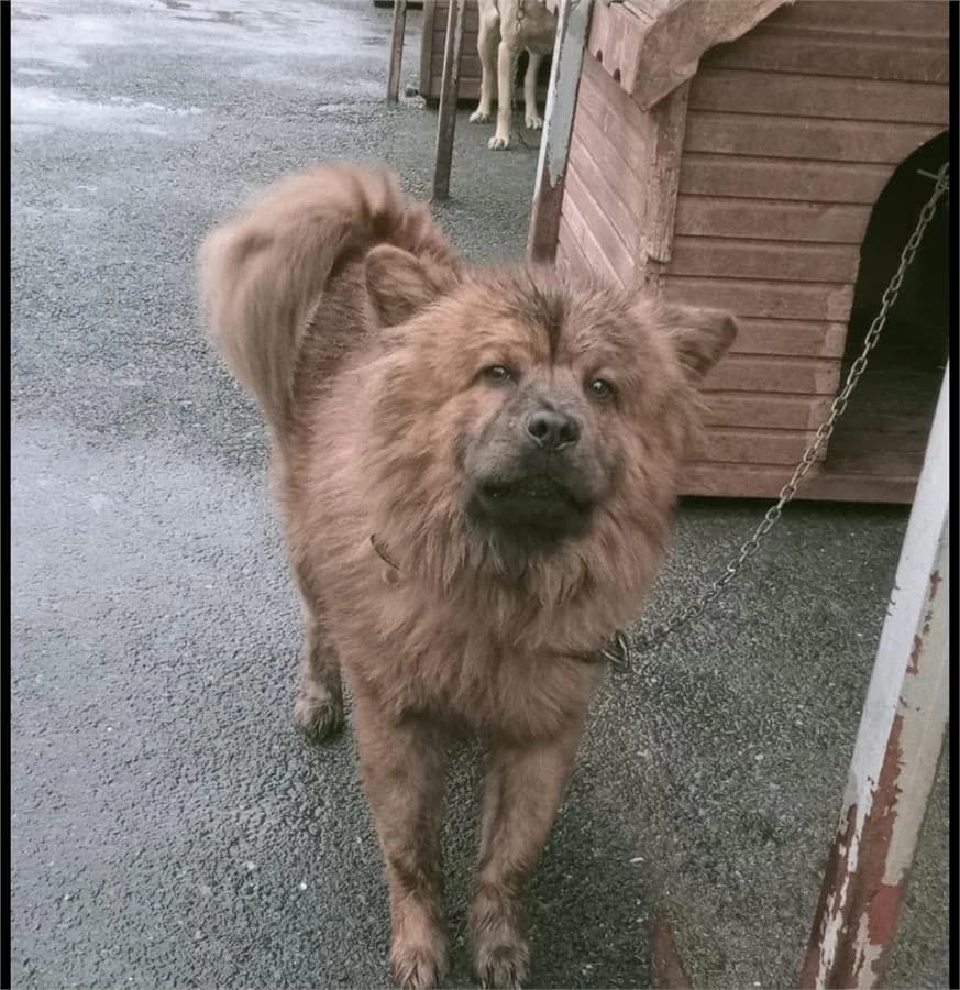 Pia Cocuk, Mixed Breed for adoption at Yedikule Hayvan Barinagi, Istanbul