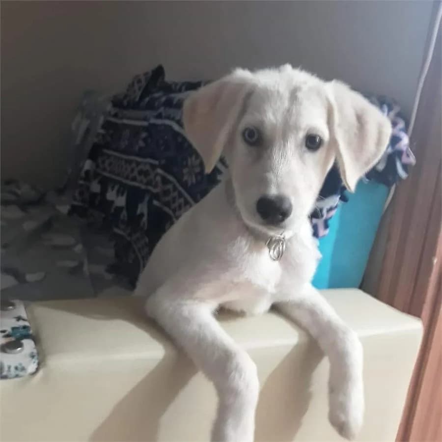 Şirin, Mixed Breed for adoption at Yedikule Hayvan Barinagi, Istanbul