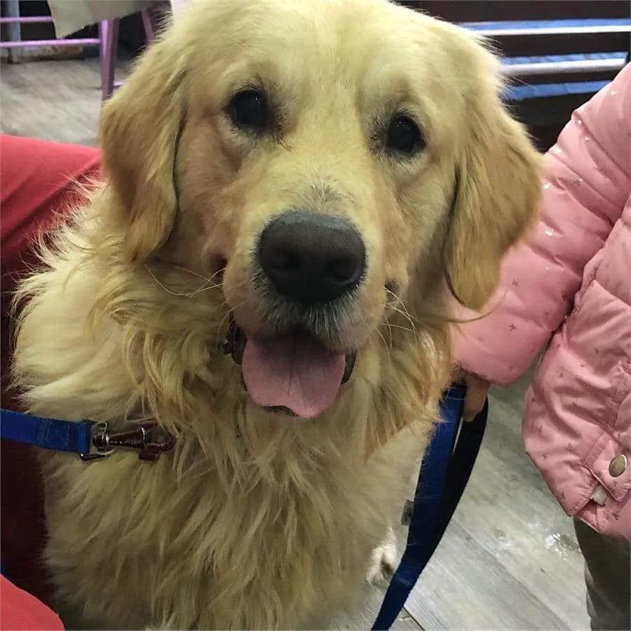 Eros, Mixed Breed for adoption at Yedikule Hayvan Barinagi, Istanbul