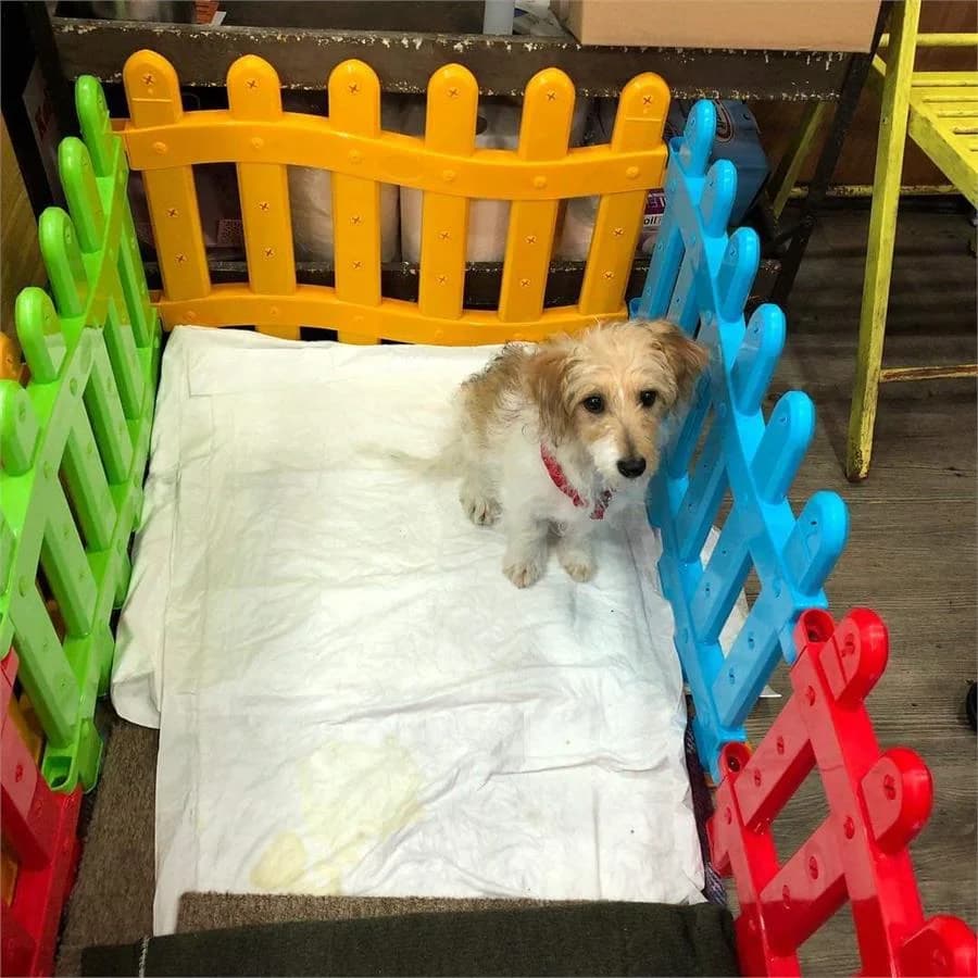 Poyraz Oğlumuz(yuvabuldu), Mixed Breed for adoption at Yedikule Hayvan Barinagi, Istanbul