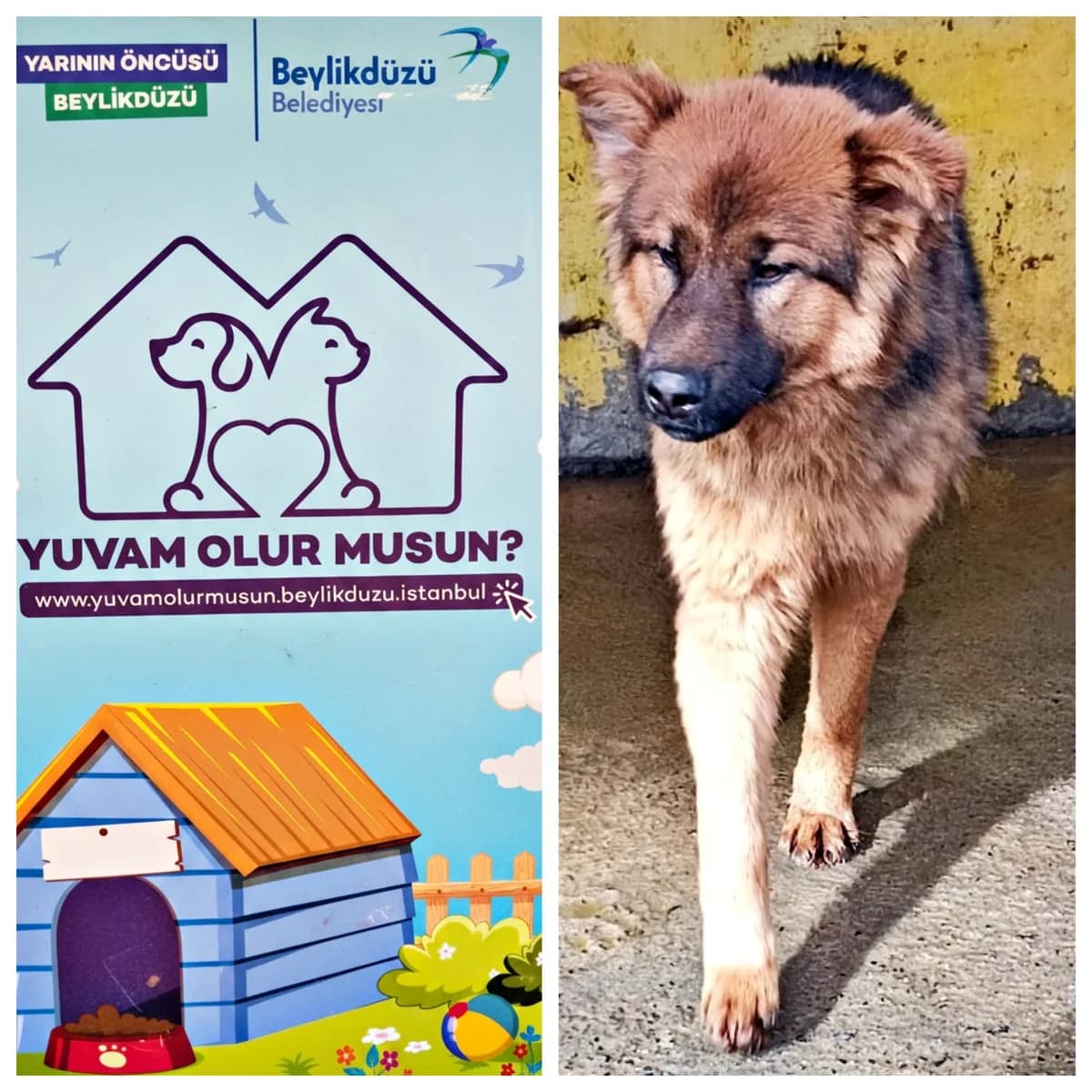 Köpek, male Mixed Breed for adoption at Yuvam Olur Musun (Beylikdüzü)
