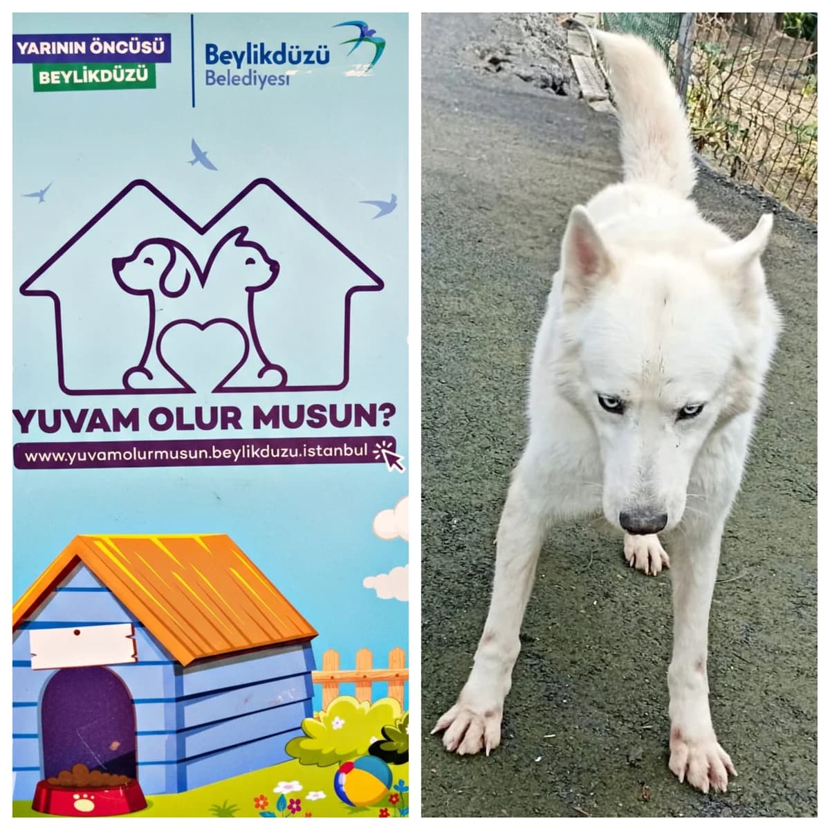Köpek, male Mixed Breed for adoption at Yuvam Olur Musun (Beylikdüzü)