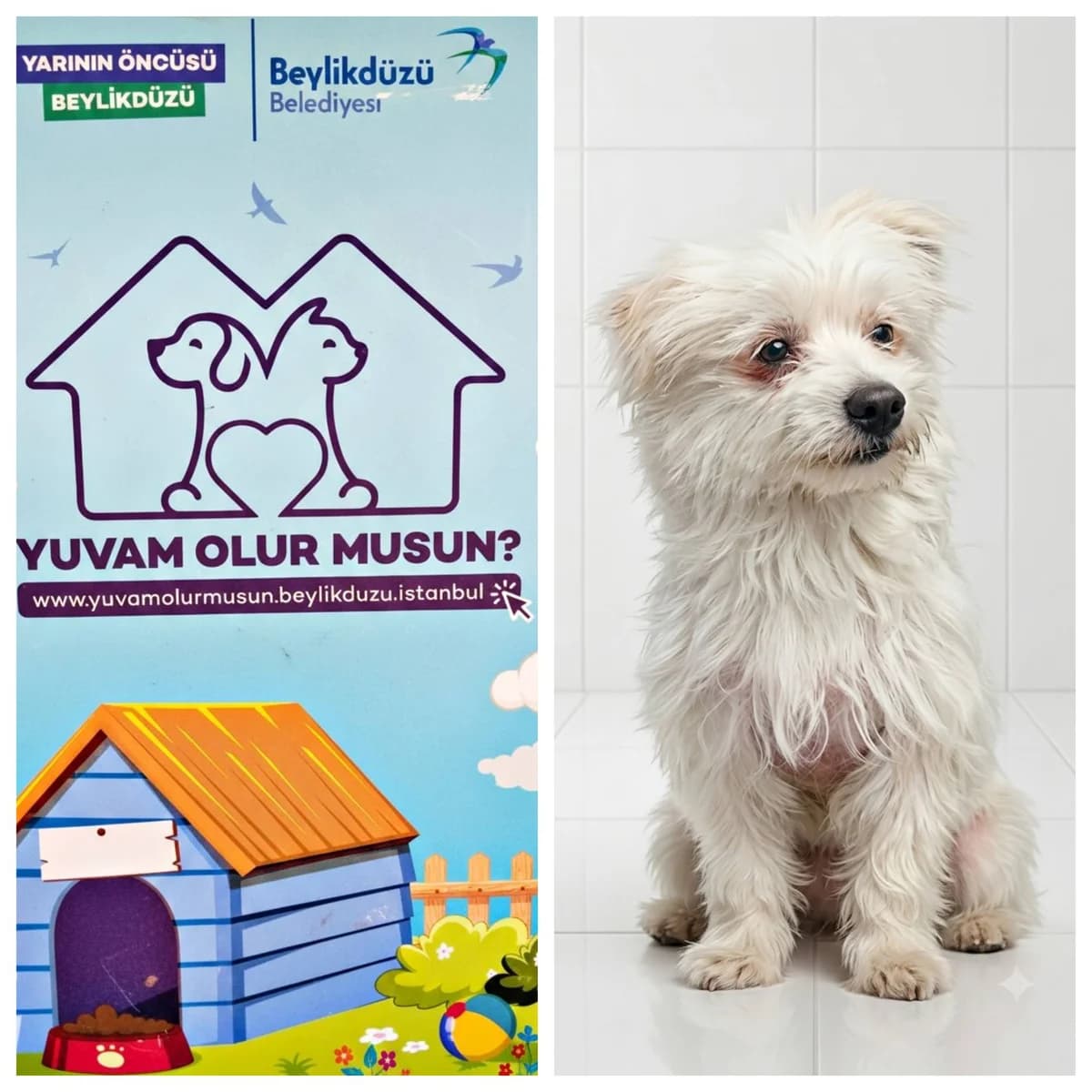 Köpek, female Mixed Breed for adoption at Yuvam Olur Musun (Beylikdüzü)