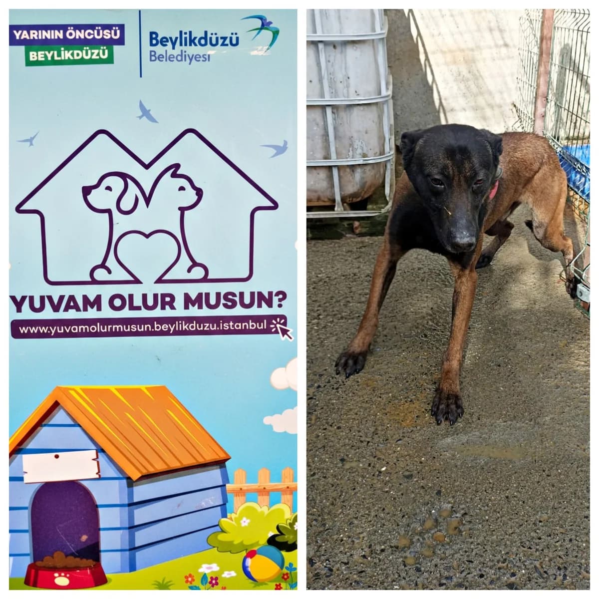 Köpek, male Mixed Breed for adoption at Yuvam Olur Musun (Beylikdüzü)