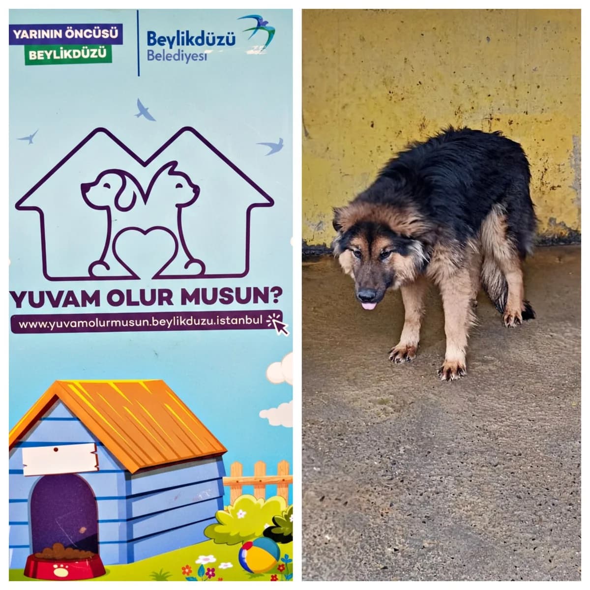 Köpek, female Mixed Breed for adoption at Yuvam Olur Musun (Beylikdüzü)