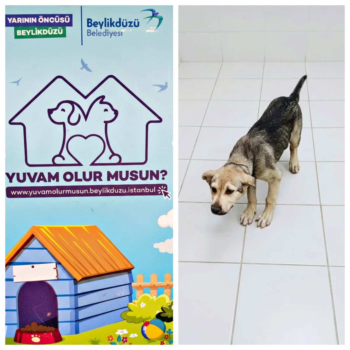 Köpek, male puppy Mixed Breed for adoption at Yuvam Olur Musun (Beylikdüzü)