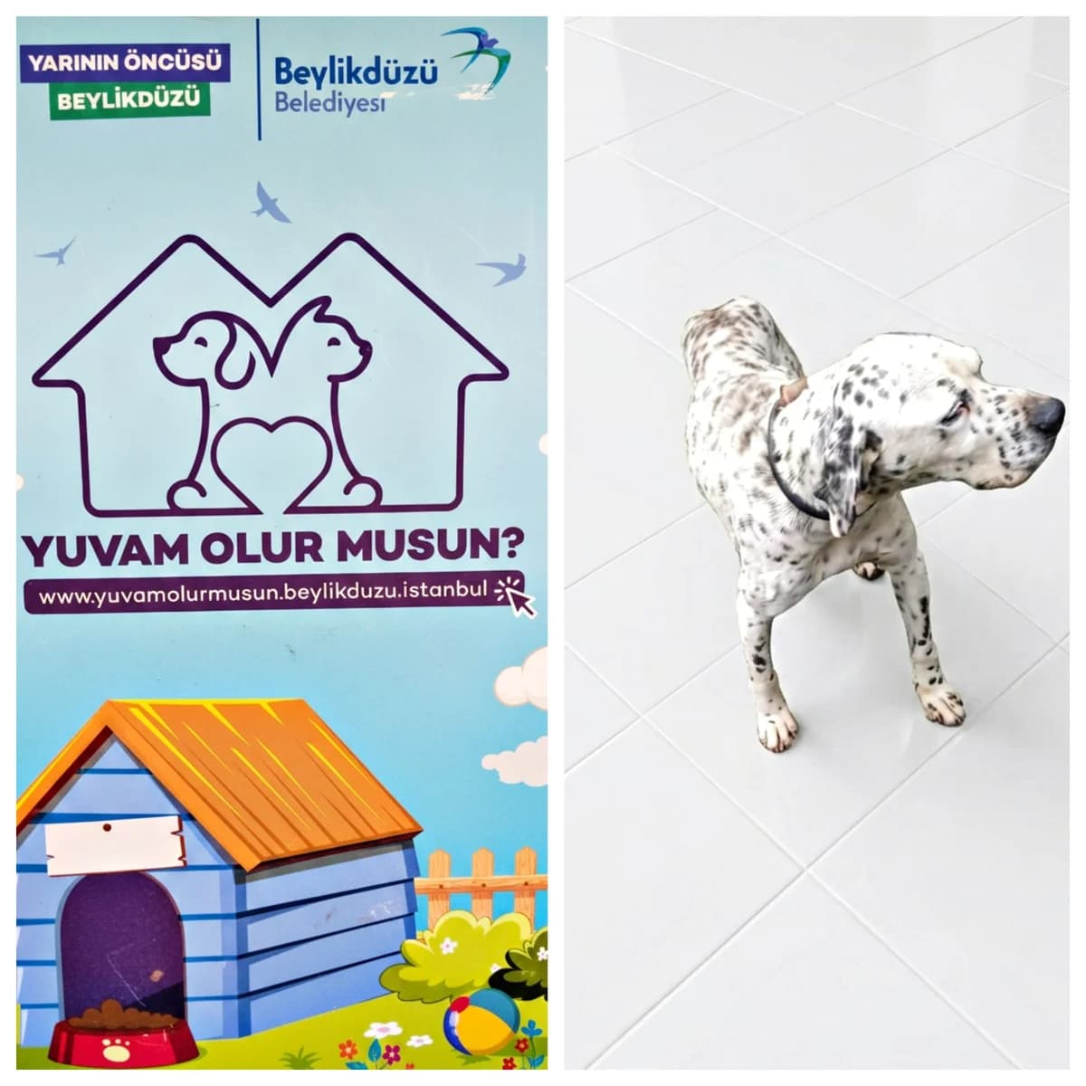 Dog, male Mixed Breed for adoption at Yuvam Olur Musun (Beylikdüzü)