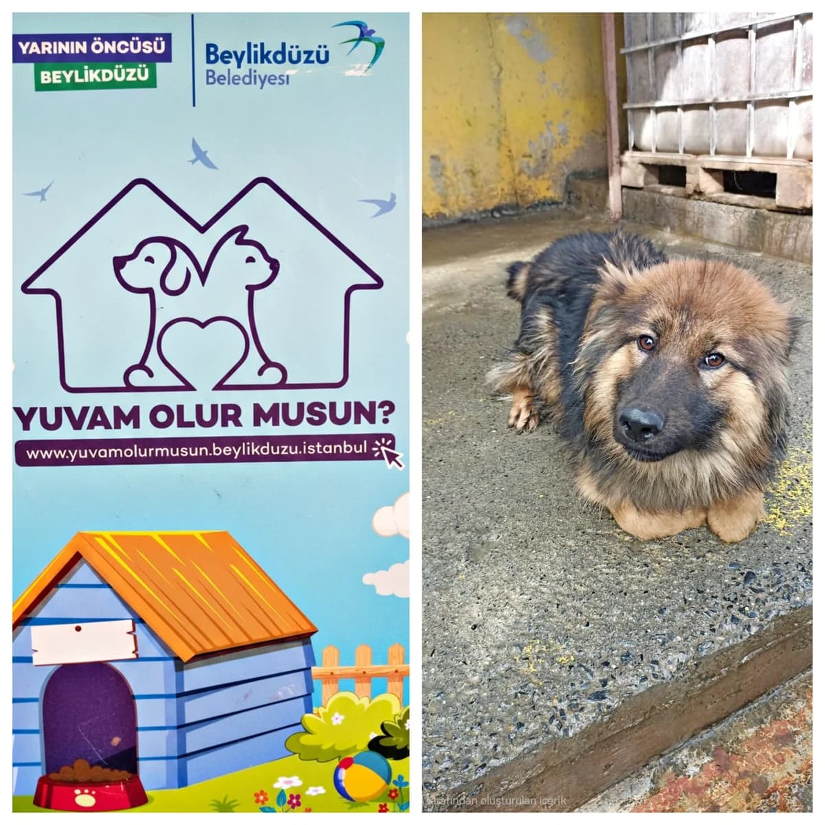 Dog, female Mixed Breed for adoption at Yuvam Olur Musun (Beylikdüzü)
