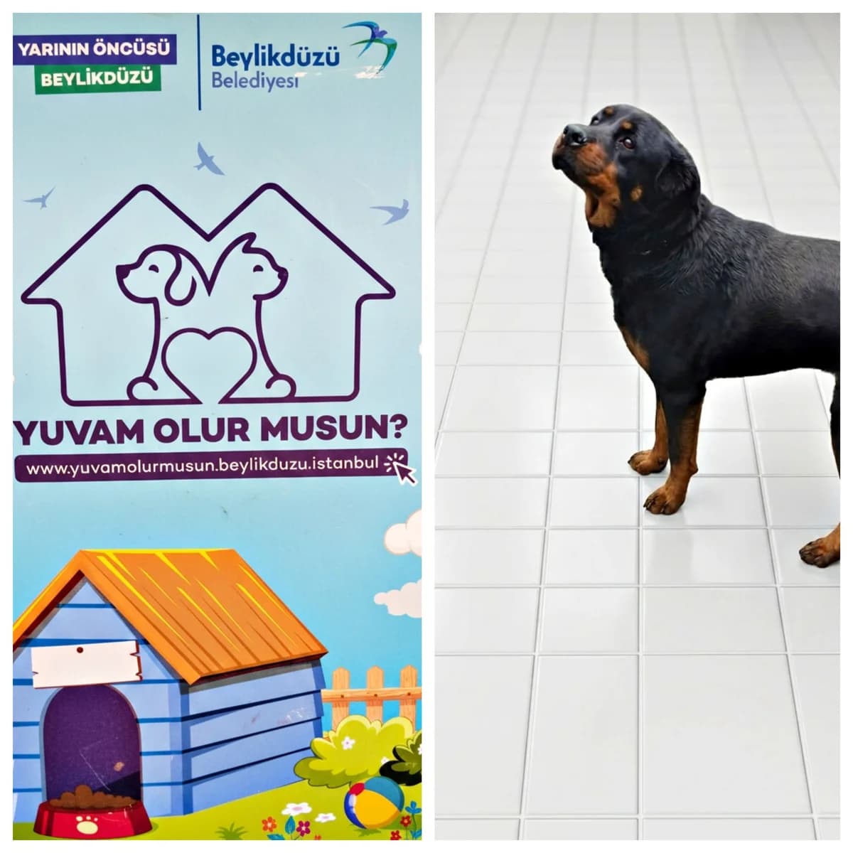 Dog, female Mixed Breed for adoption at Yuvam Olur Musun (Beylikdüzü)