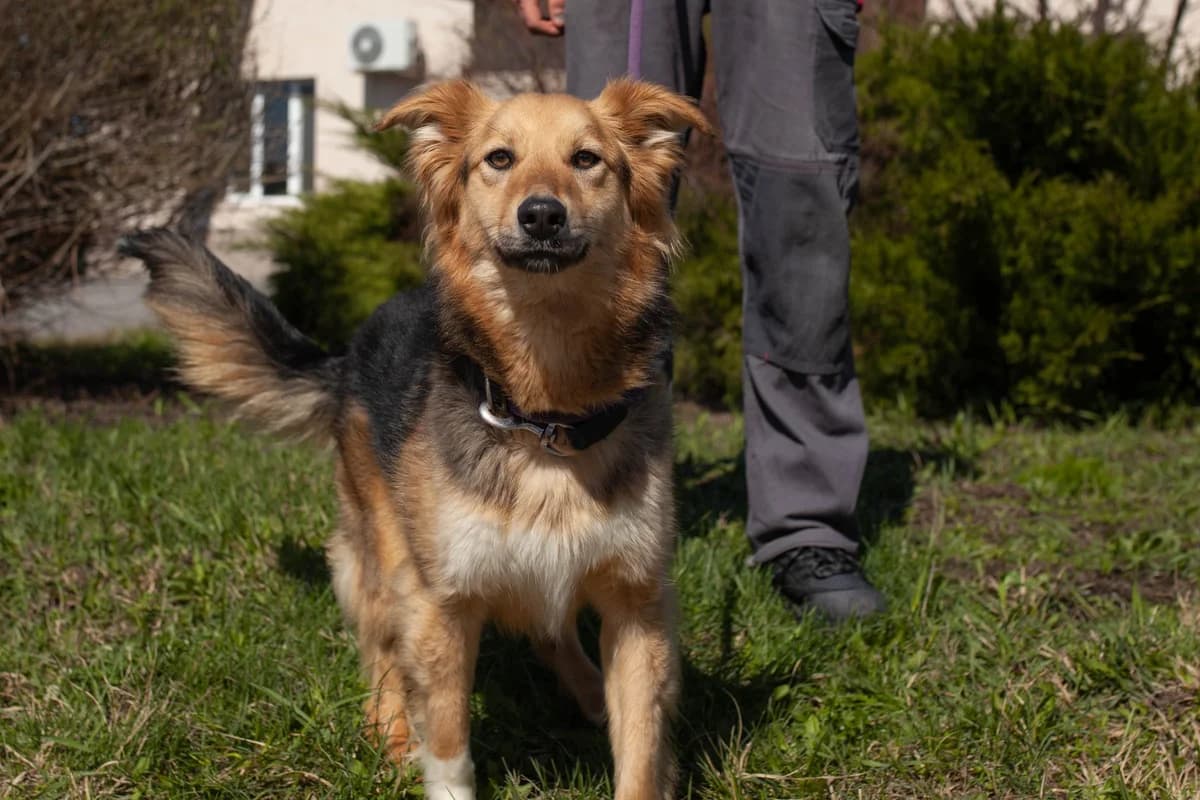 Lyalya (Ляля), Mixed Breed for adoption at Animals City Kharkiv, Kharkiv