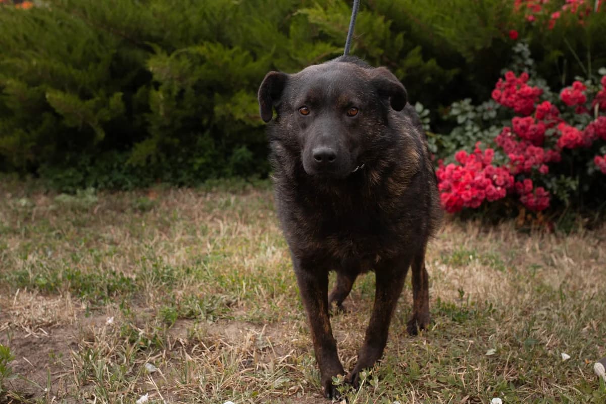 Rizhik (Рижик), Mixed Breed for adoption at Animals City Kharkiv, Kharkiv