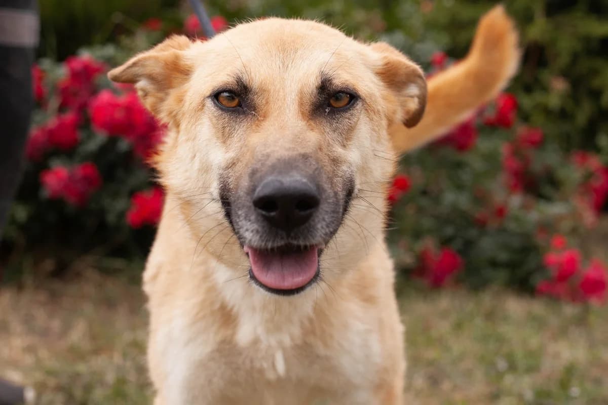 Zina (Зіна), Mixed Breed for adoption at Animals City Kharkiv, Kharkiv