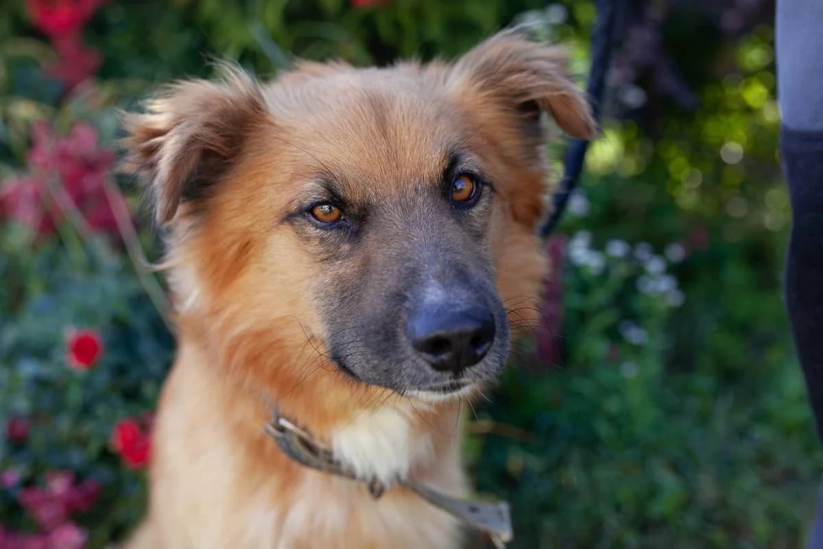 Luntik (Лунтік), Mixed Breed for adoption at Animals City Kharkiv, Kharkiv