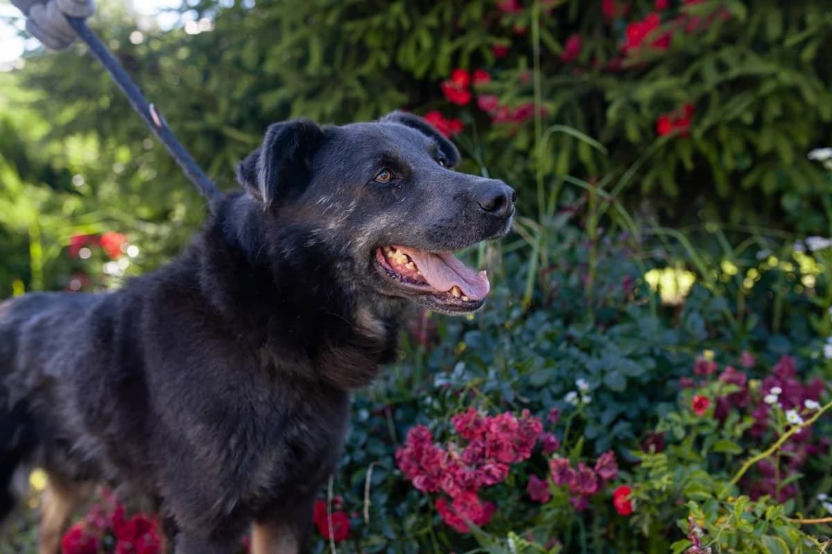 Bichok (Бичок), Mixed Breed for adoption at Animals City Kharkiv, Kharkiv
