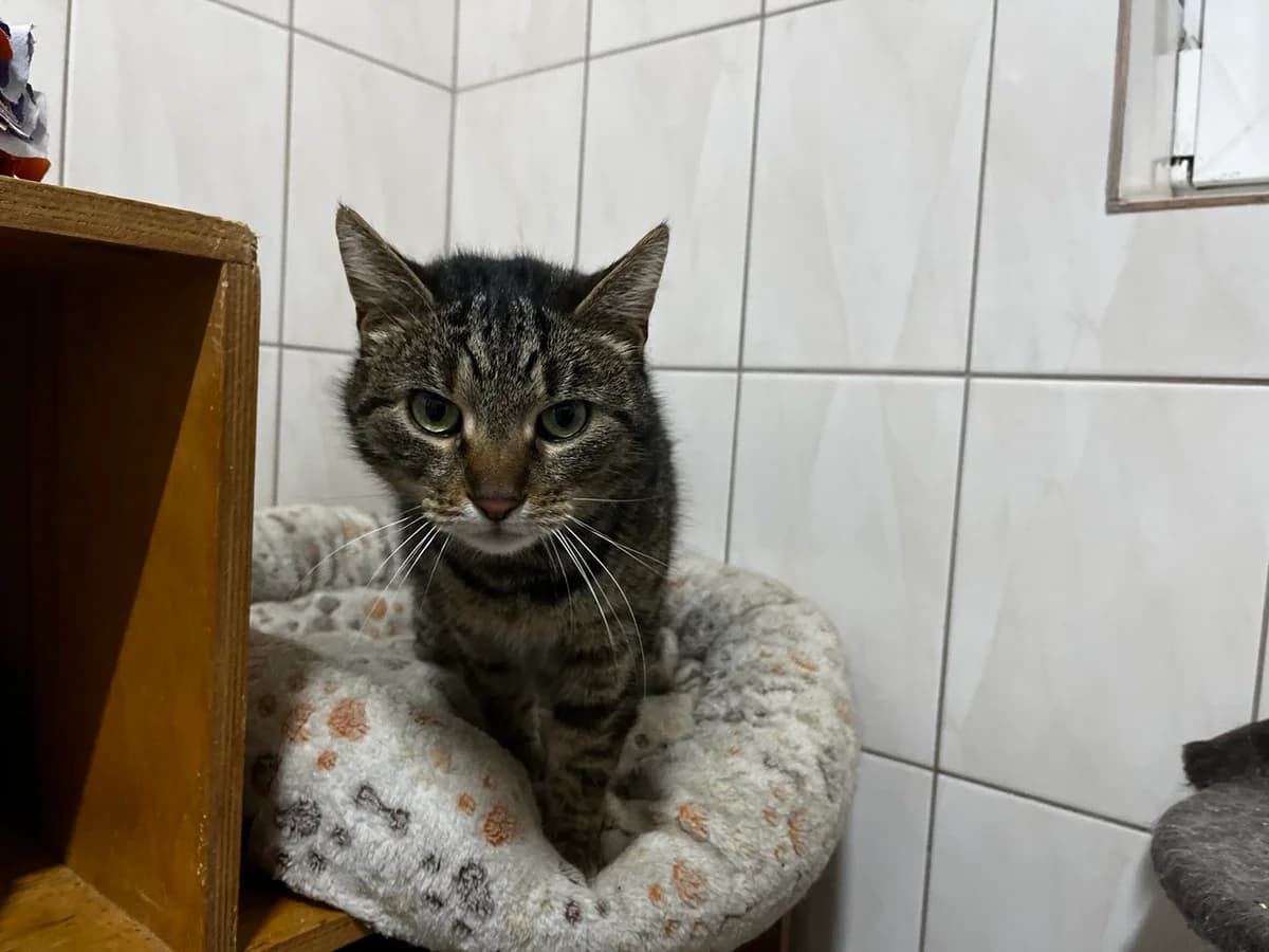Sima (Сіма), Mixed Breed for adoption at Animals City Kharkiv, Kharkiv