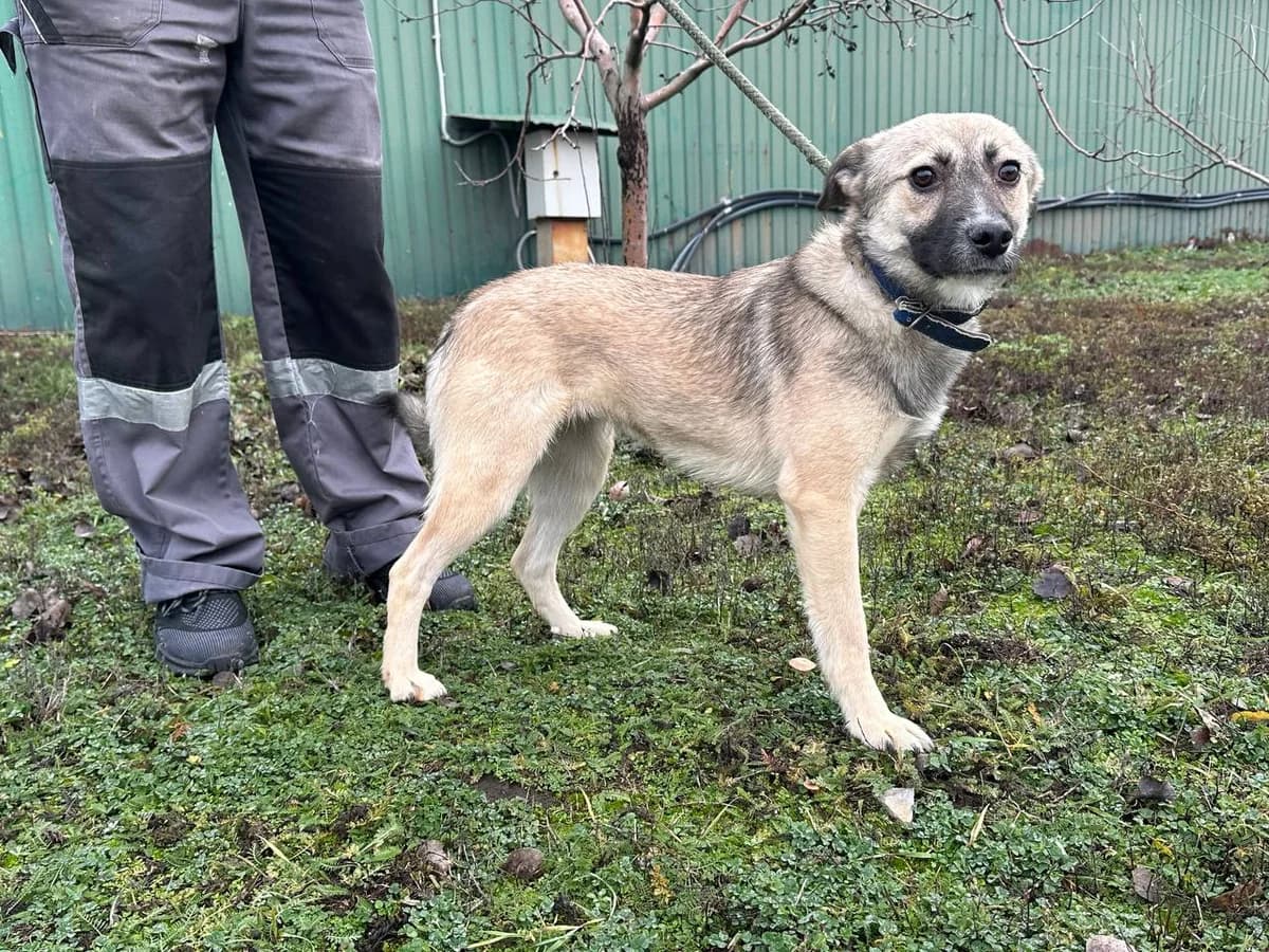 Nyusha (Нюша), Mixed Breed for adoption at Animals City Kharkiv, Kharkiv