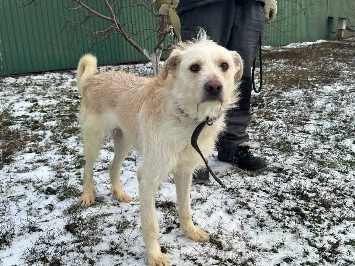 Vayt (Вайт), Mixed Breed for adoption at Animals City Kharkiv, Kharkiv