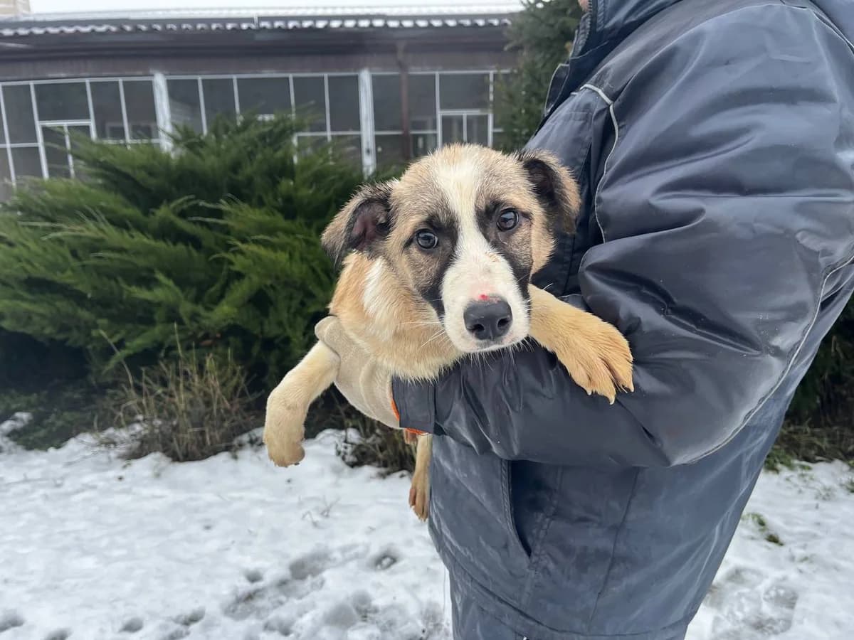 Dzhonson (Джонсон), Mixed Breed for adoption at Animals City Kharkiv, Kharkiv