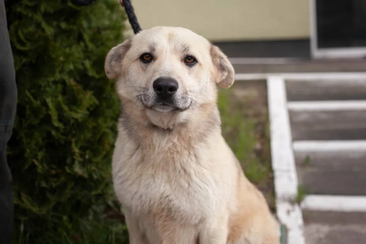 Snizhana (Сніжана), Mixed Breed for adoption at Animals City Kharkiv, Kharkiv