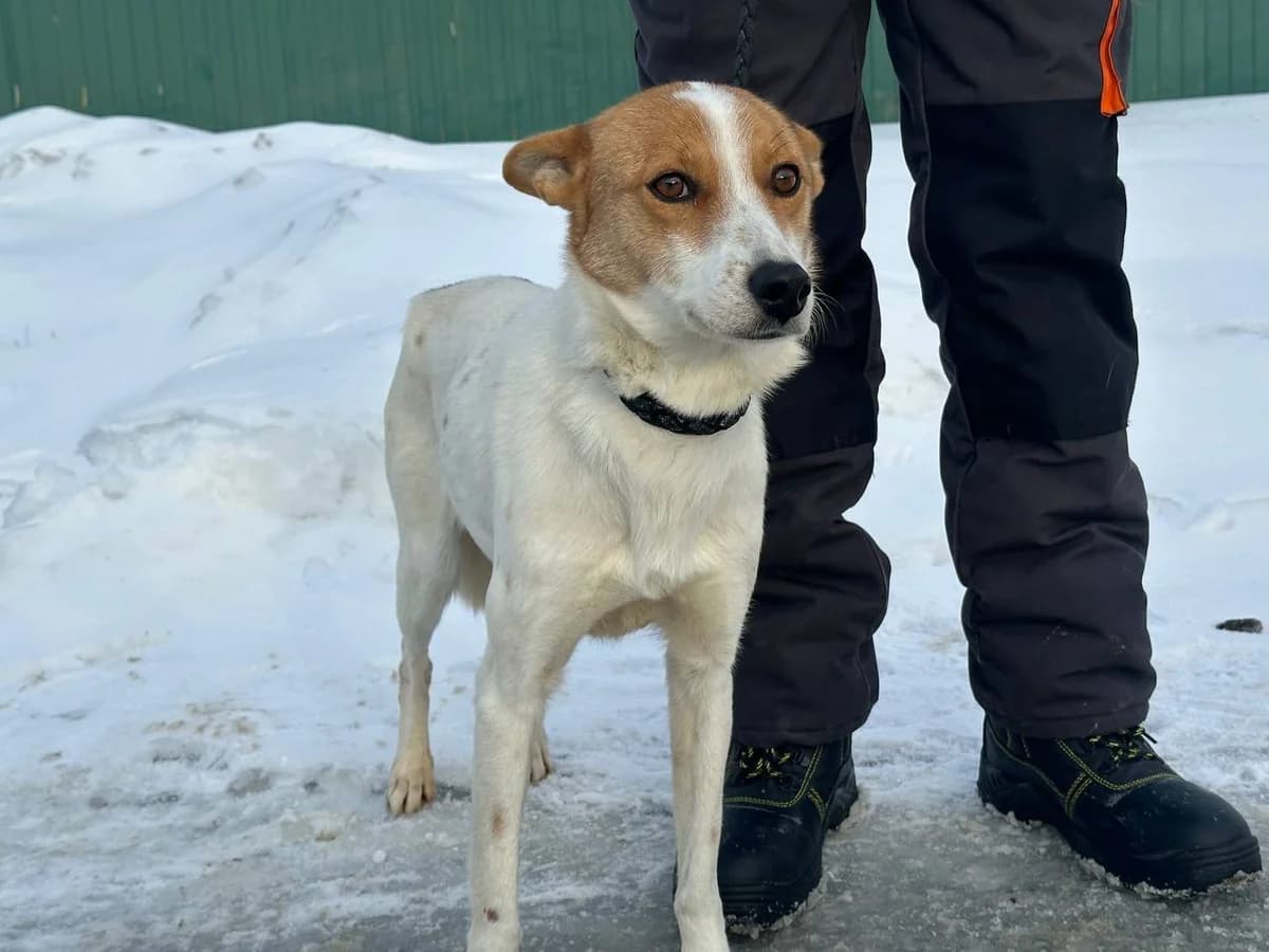Rika (Ріка), Mixed Breed for adoption at Animals City Kharkiv, Kharkiv