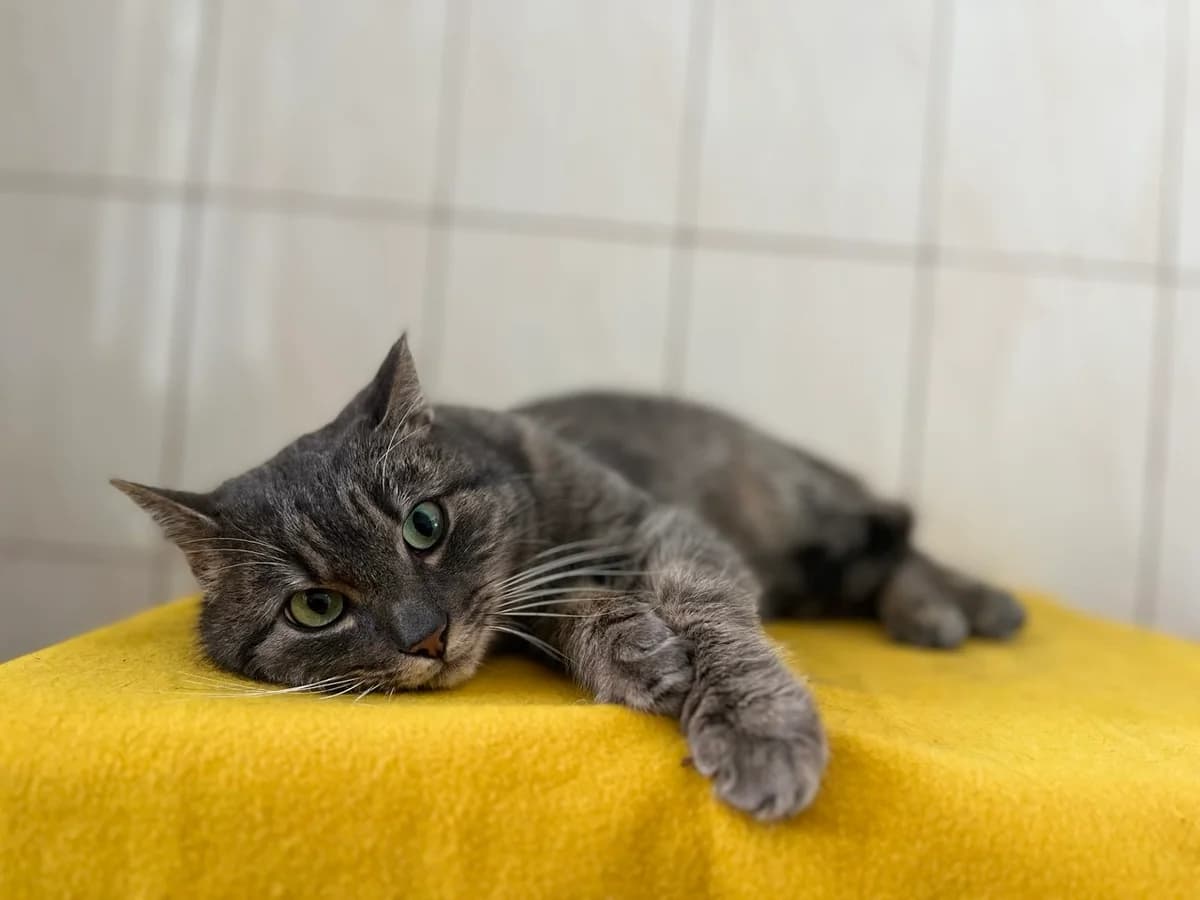 Barsik (Барсік), Mixed Breed for adoption at Animals City Kharkiv, Kharkiv
