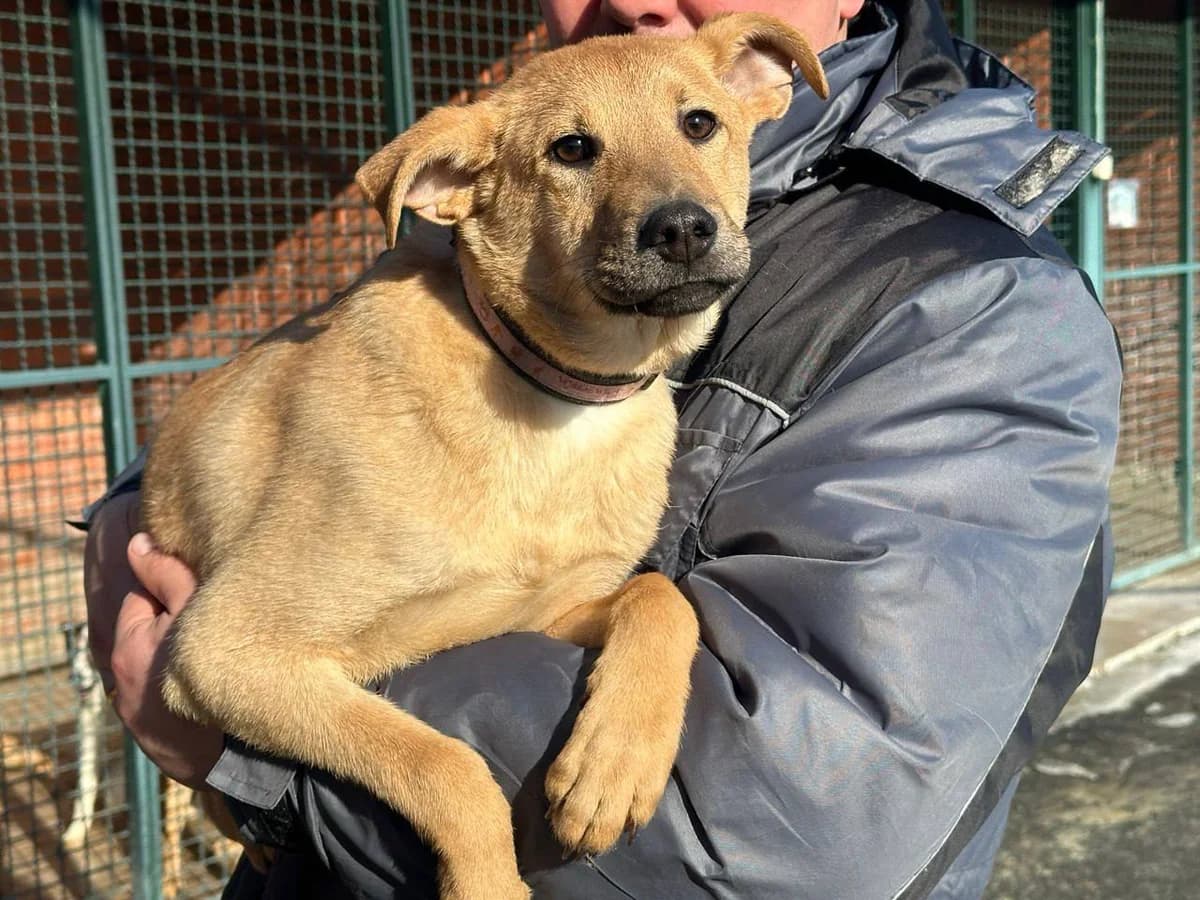 Archi (Арчі), Mixed Breed for adoption at Animals City Kharkiv, Kharkiv