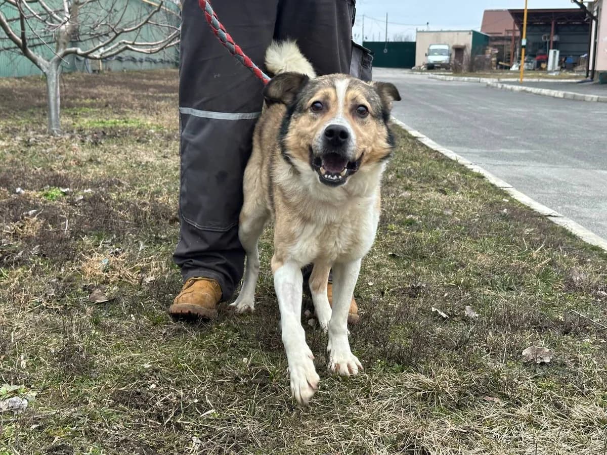 Bonik (Бонік), Mixed Breed for adoption at Animals City Kharkiv, Kharkiv
