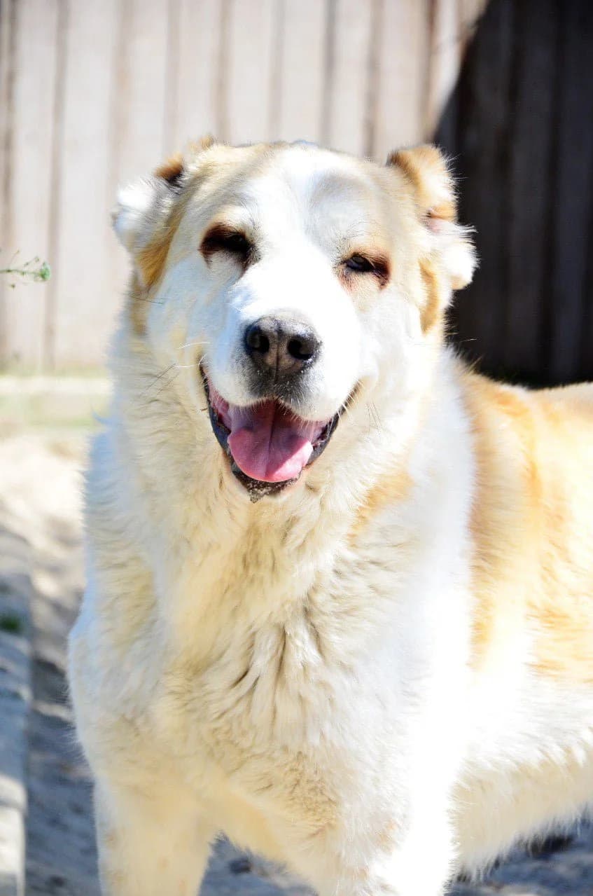Ayza (Айза), female Mixed Breed for adoption at Притулок Best Friends