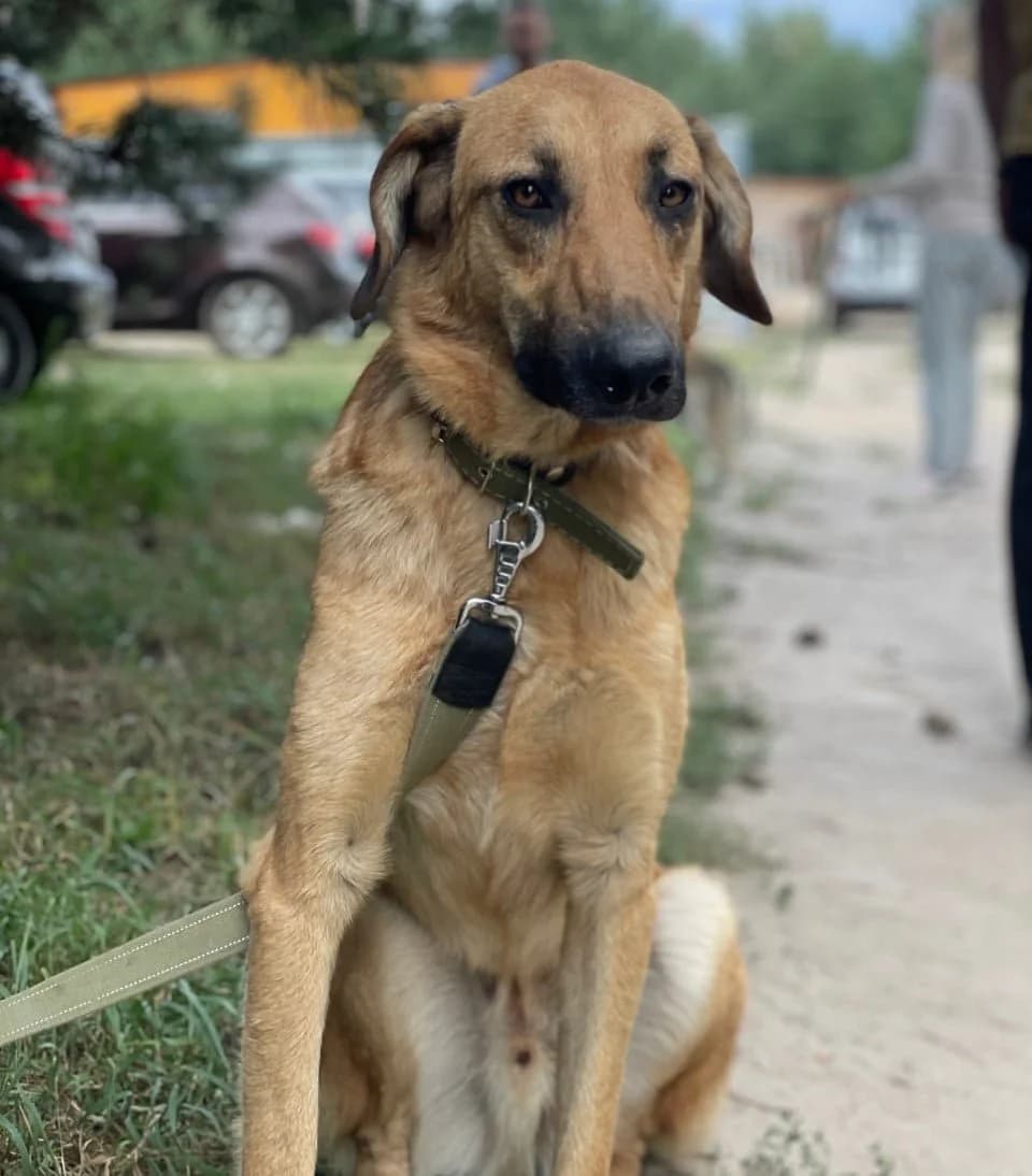 Skubi-du (Скубі-ду), male Mixed Breed for adoption at Притулок Best Friends